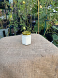 Homemade Garden Dill Ranch Dressing